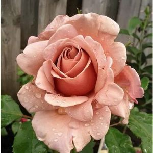 Meet your Posher, Cecile